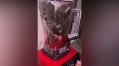 cat in a blender twitter|Cat Blender Video